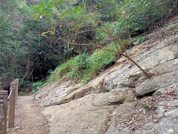 四訪苗栗的花果山-小百岳#037馬那邦山、雪霸國家公園管理處【小百岳集起來、苗栗-臺灣百大必訪步道】2394332