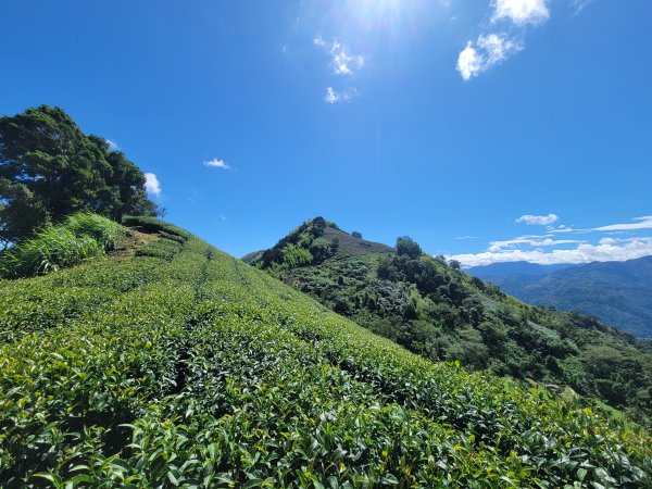 【雲嘉抺茶山】1735895