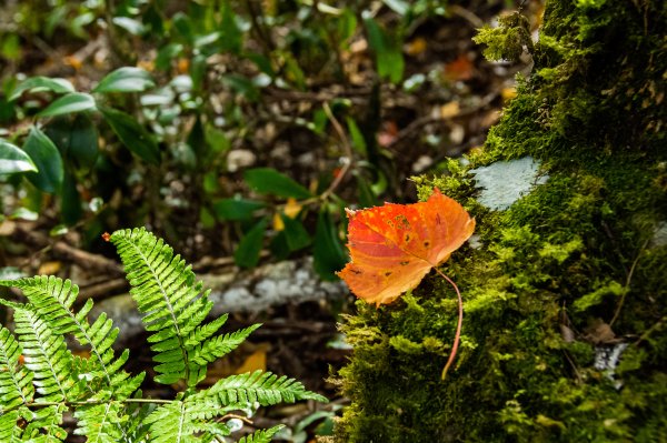 稍來山楓葉林2960874
