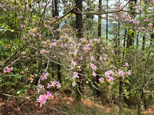 四大鳥山之首小劍山2773953