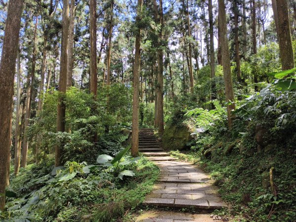 [百山百鳥尋旅-05/15] 2025_0830 溪頭賞鳥步道_銀杏步道2875551
