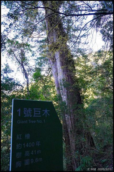 全台最大的紅檜森林 ~ 拉拉山巨木群885518