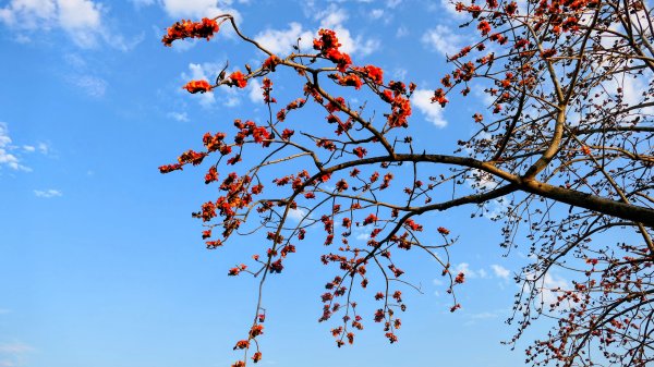 《臨江仙。木棉春色》2735233