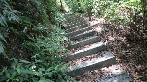 澀水森林步道登山健行趣(步道)2259846