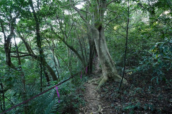 新北-桃園 娘子坑山、烏塗窟山、五十分山2427198