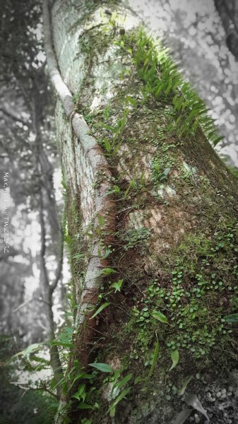 《新竹》遺世古堡｜尖石李崠山登山步道202507182841018