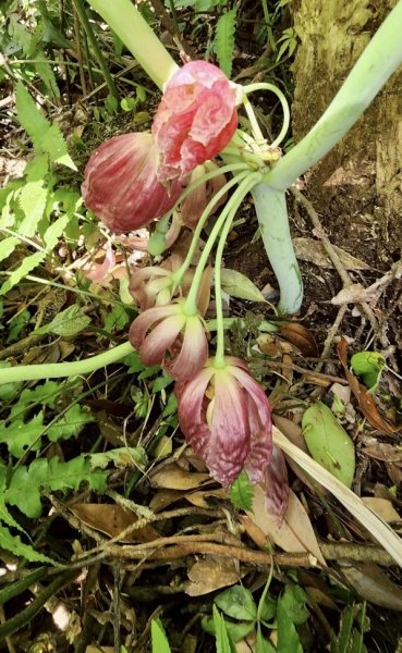 大屯西南稜-上大屯尋找八角蓮採野🥬-貴子坑連走六峰2756162