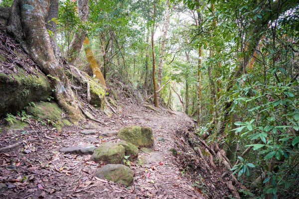 苗栗大湖鄉 馬那邦山938258