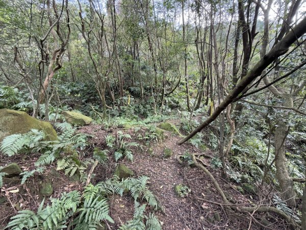 2025/02/17 姜子寮絕壁瀑布 姜子寮山2908728