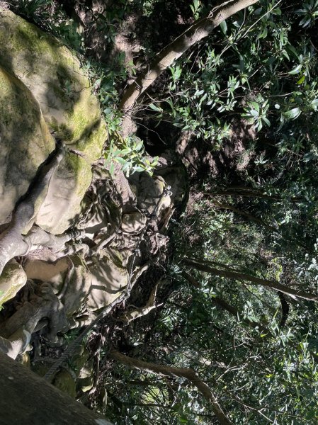 【天上山系】望月亭桐花2869358