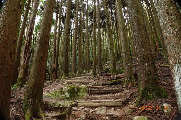 苗栗 南庄 加里山1979960