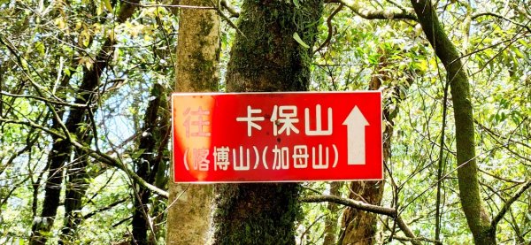 【中級山】與山毛櫸的邂逅，逐鹿山2742663