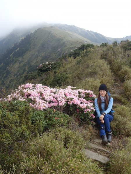 合歡山五座百岳賞杜鵑花587104