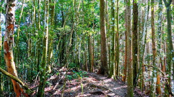 油羅山(一上三下)2959139