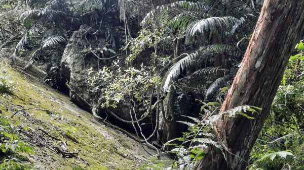 《苗栗》山中水晶蘭｜南庄向天湖山三連峰O型202203131639739