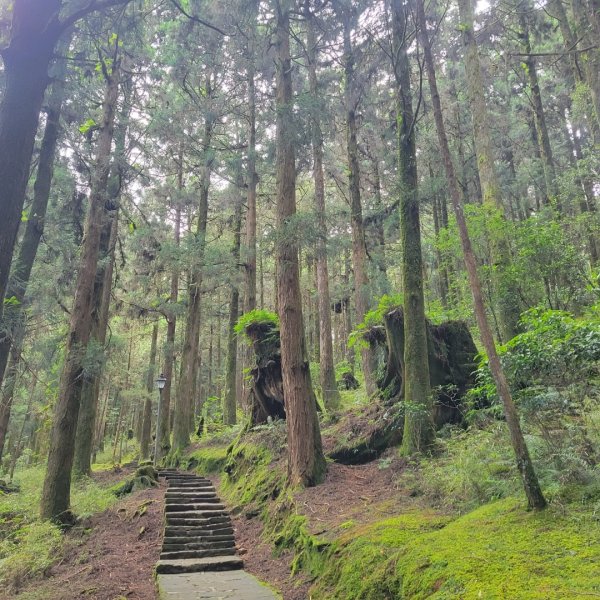 阿里山國家森林遊樂區2549504