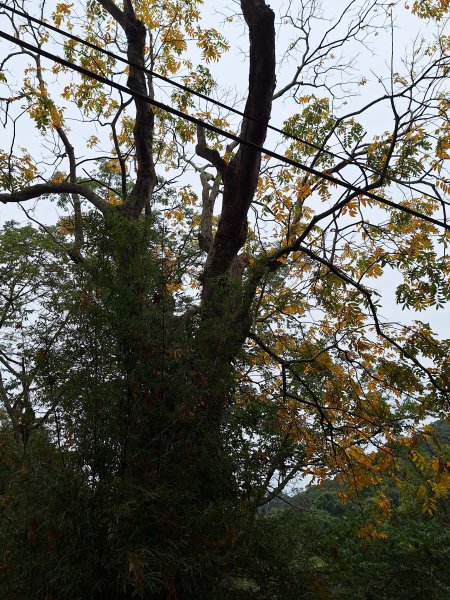 三段崎古道202401222696400