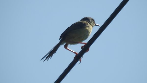 雲山水花鳥蝶 - 天龍國阿伯的日常7/18 & 21、22、292553948