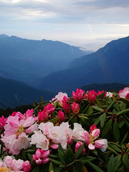 賞心悅目～賞高山玉山杜鵑1374476