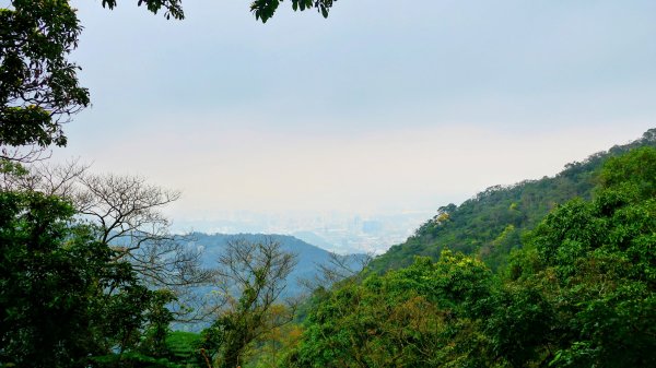 勤進路櫻花3009725