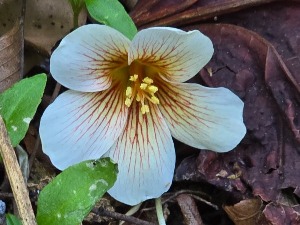 谷關松鶴橋對面的德芙蘭生態步道順登東卯山西南峰2748335