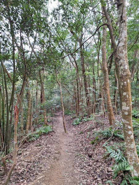 樟之細路RSA45(協雲宮至沖庫山來回)+和興山202501312702848