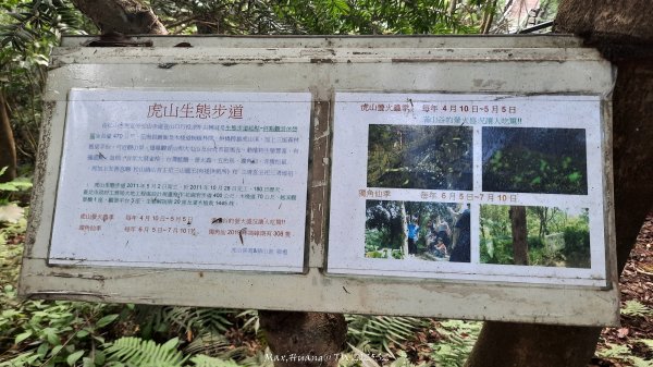 《台北》城市晨運｜虎山親山自然步道（松山慈惠堂）202505222795772