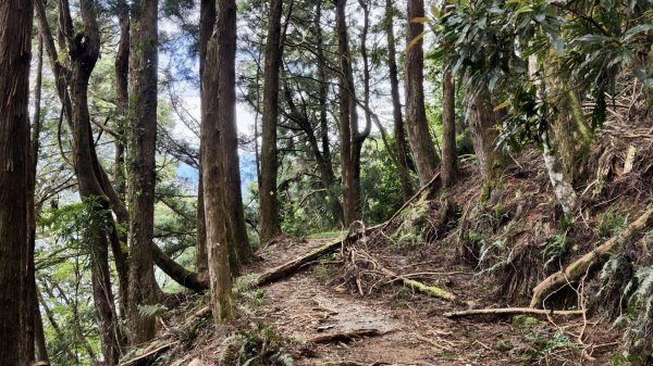【谷關七雄】新山馬崙 - 松香裡的時光迴廊：聽山林講述歲月的故事3094003