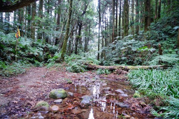 新竹關西鎮 水田林道之貴妃&那結山連走1539751
