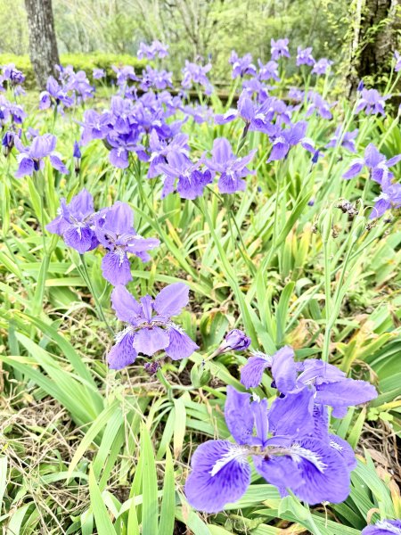 奧萬大登合流點山順撿楓樹林山.獅子頭    2025.3.112734128