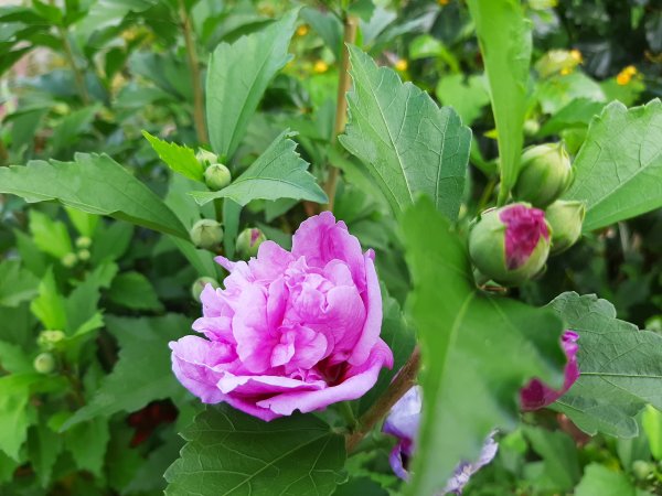 深秋。楓紅1190497