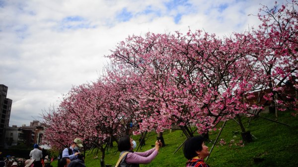 樂活公園櫻花2016495