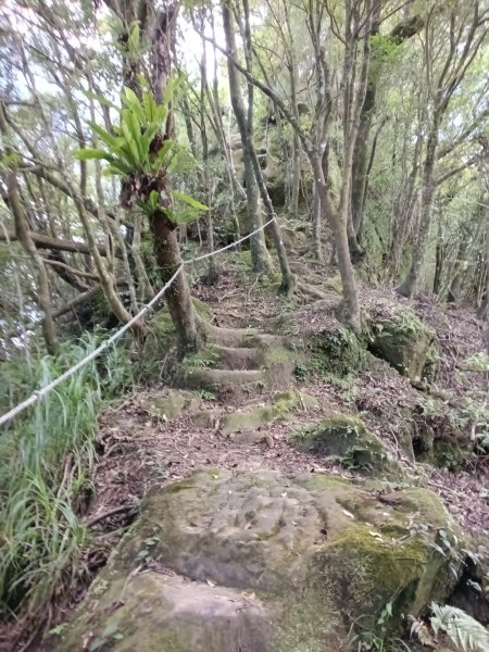 平溪區慈恩嶺+慈母峰探找艷紅鹿子百合花影2870242