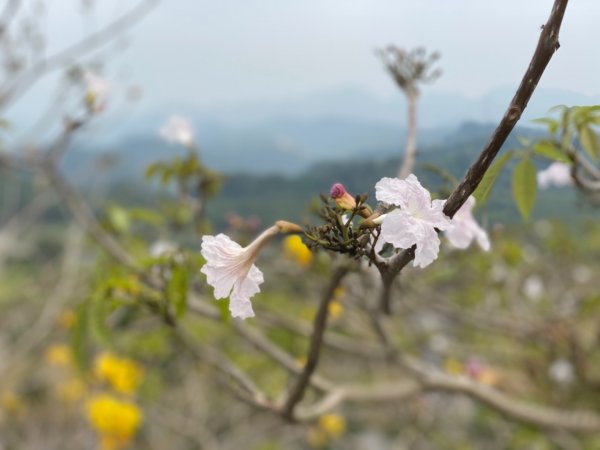 200308 貓仔們第11小百岳阿罩霧山878880