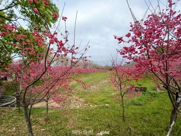 【台中后里】春日賞花。崴立機電櫻花公園2441581