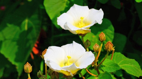 大社觀音山湖2954909