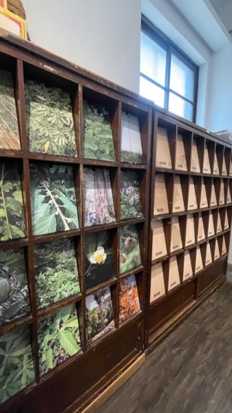 雨天備案💙 台灣博物館的古生代館-台大動植物館免費參觀-北投♨️季2807499