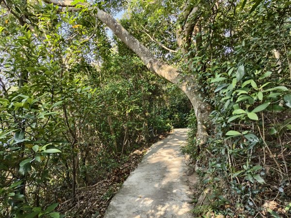 [百山百鳥尋旅-14/15] 2025_0929 劍潭山親山步道2900886