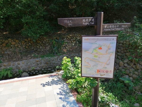 懷舊之旅~百年古井緬梔老樹~瑞井登山步道1296244