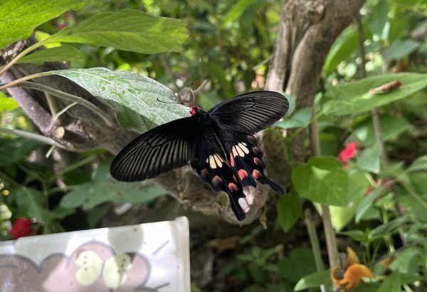 [2024動物園探險隊] 2024_0908_臺北市立動物園(祖父母節)2590247