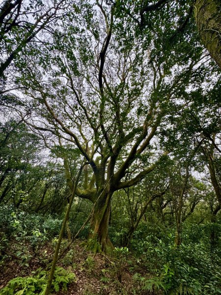 登峰古圳訪高頂山 北五指山 出荷蘭古道 快閃聖人瀑布2981977