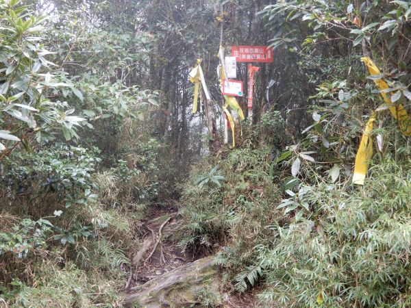 20171024_拉拉山神木群+塔曼山193828