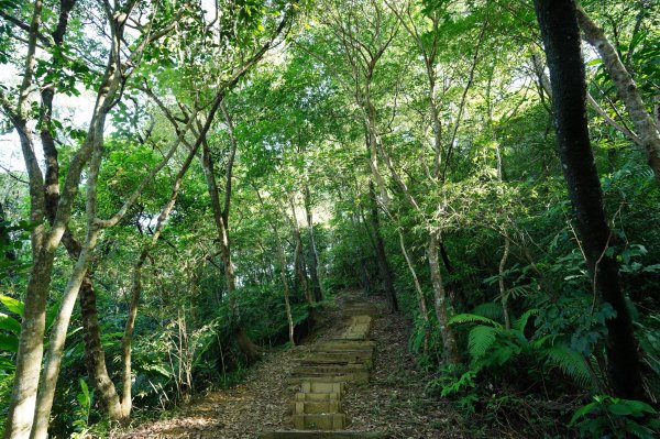 新北 汐止 學頭坡山、老鷲尖山、水尾潭山、內溝山2603824