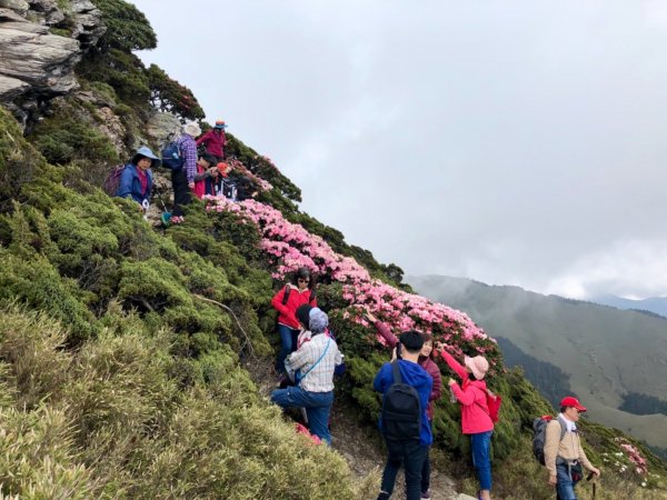 1080511合歡東峰杜鵑花583636