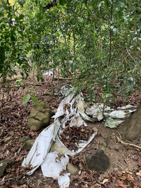 20250403高雄頂荖濃山2757166