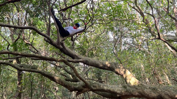 東勢大崙、東勢坑山、觀音湖山O走2986367