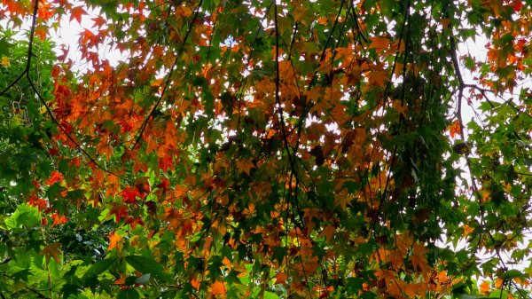 馬那邦山之雲海／雲瀑／楓紅／太陽琉璃光2668249