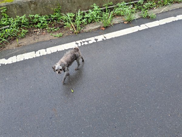 2026樟之細道：清水坑古道-伙房崎古道-大牛崎古道3111874