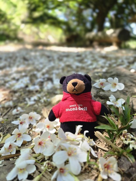 雙溪樹木園>九芎山>九茶山來回2772126