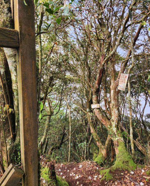 【中級山縱走】魯壁山，東穗山，大島田山，宇老觀景台2771729